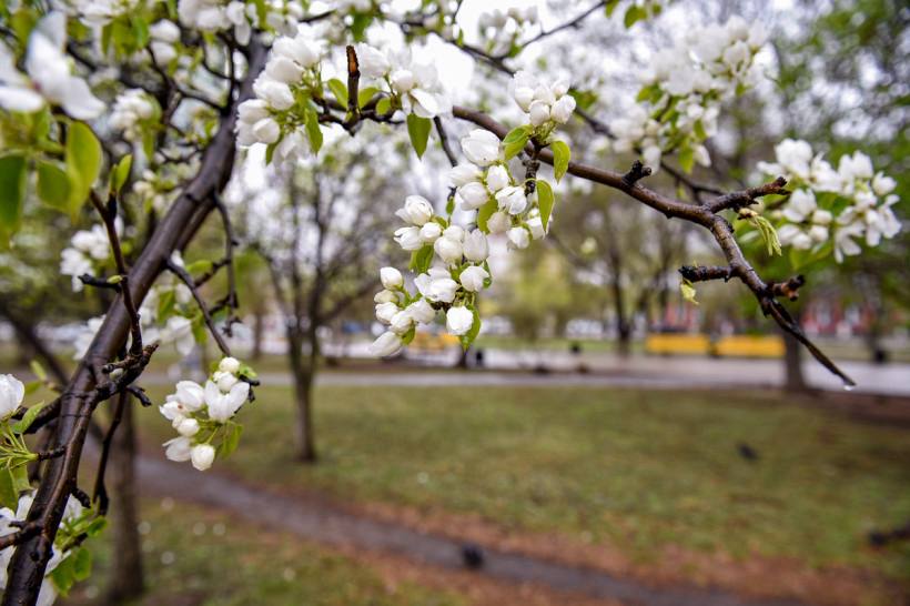 Обработку от клещей проведут на 28 общественных пространствах Благовещенска