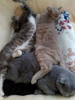 Картина: выходной. Утренние коты от читателей @ampravda