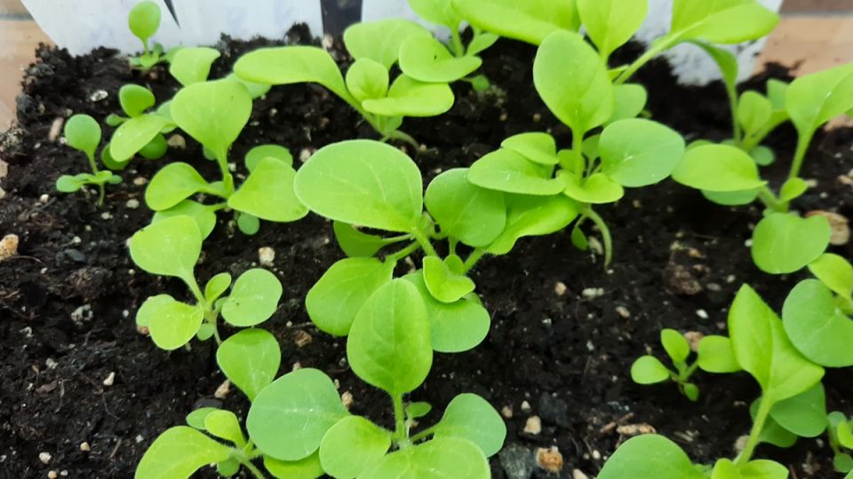 ��������� �������: �������� ������� ��� ��������� �����