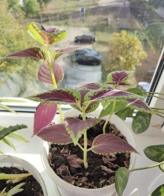 ������: ������� ����� �� ������������ �������, ������� ������� ����� ��������