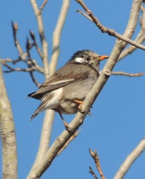 Весна идет... Скворцы прилетают... А с ними появляется надежда на скорое потепление и всеобщее оживление природы