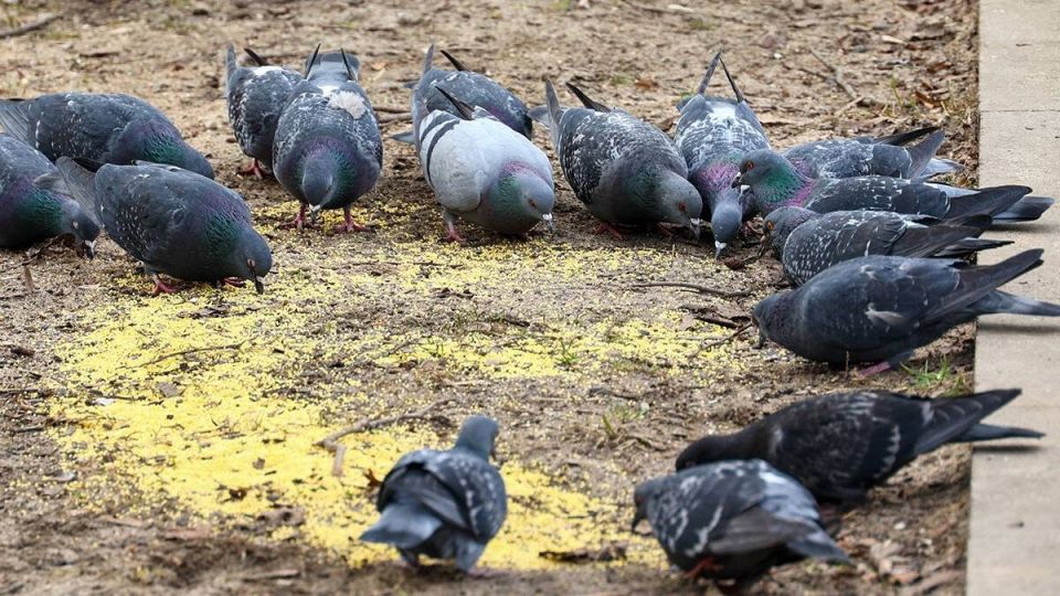 ����� �� ��������� �������: ��� ������� ������ ����� ���������� ���������� �������������