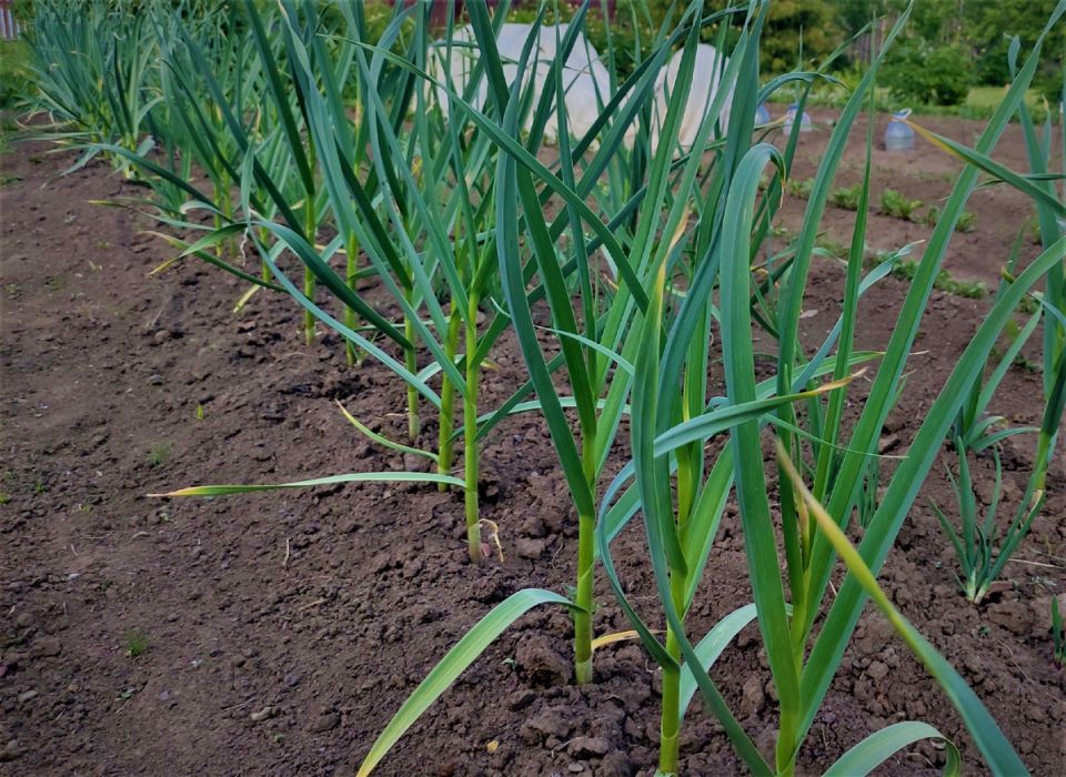 ��� ��������� ������������� ������ � ��� ��� �������� ������