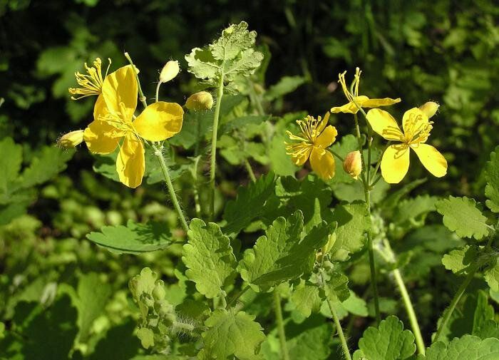 ��������: ������� ������������� ����� ����������� �������� �� ����