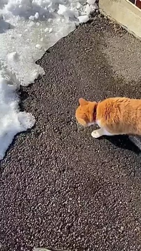 Доброе утро! . Типичная весенняя прогулка