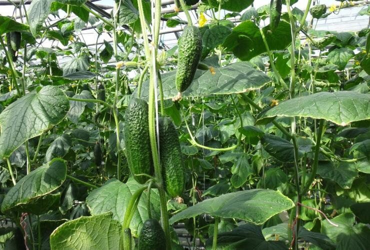 ������ ����� ������� ��� ������� �������