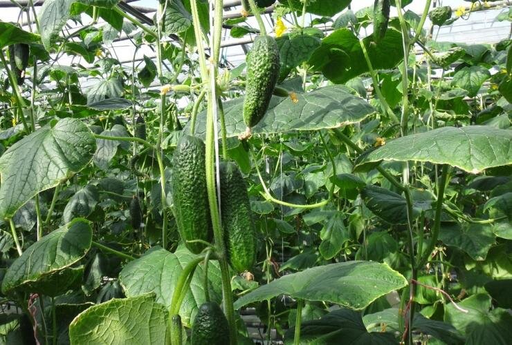 Лучшие сорта огурцов для вкусной засолки