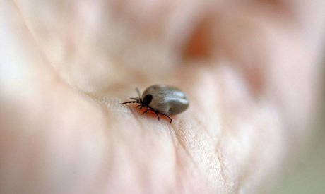 В Приамурье за помощью из-за укусов клещей обратились уже 16 человек