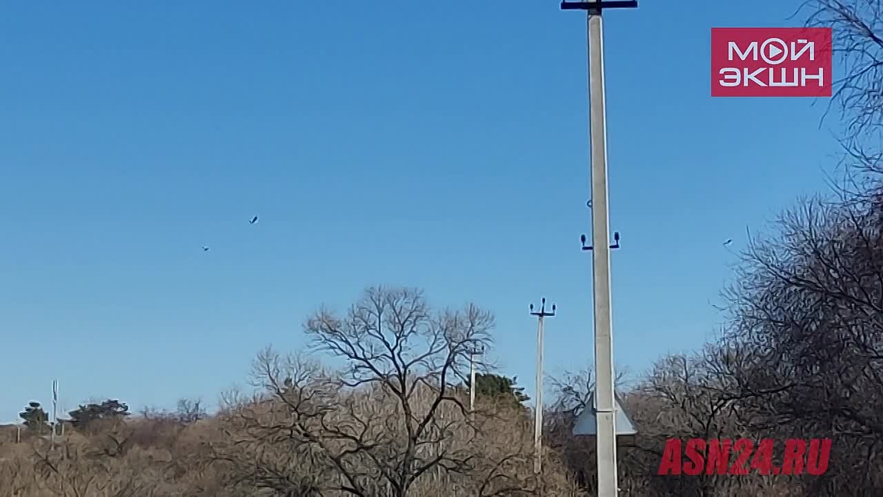 «Вот так съездили за вербой!»: большая стая аистов в небе над Белогорьем восхитила амурчанку