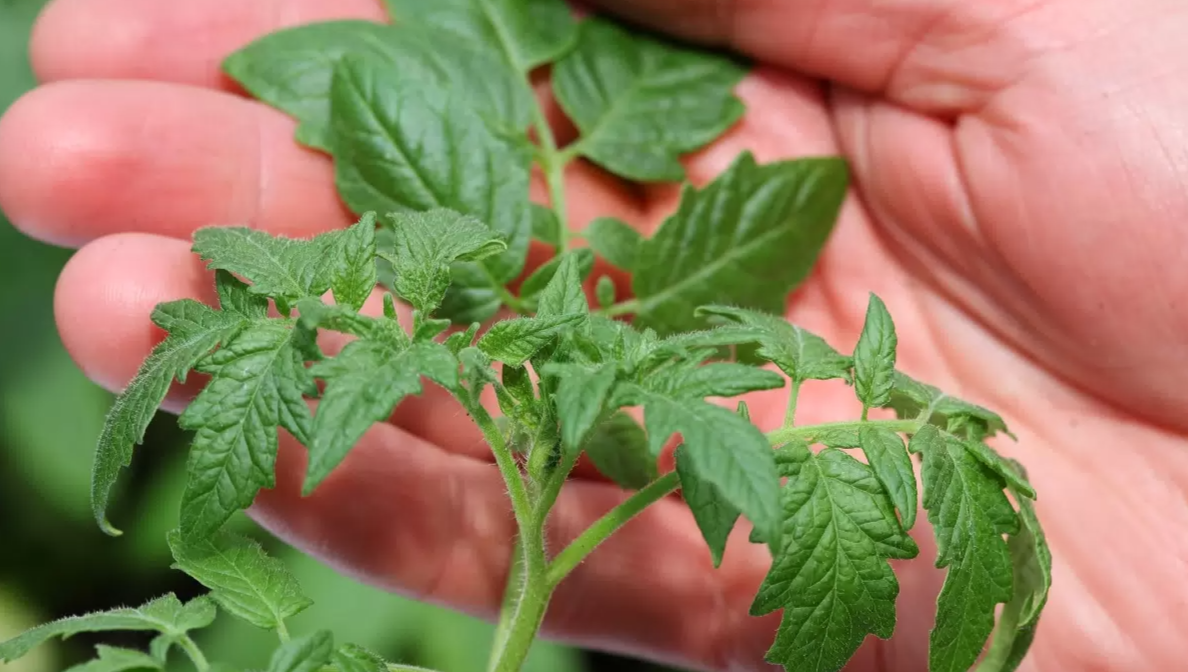 Как вырастить крепкие и здоровые помидоры: секреты успешной рассады без химии