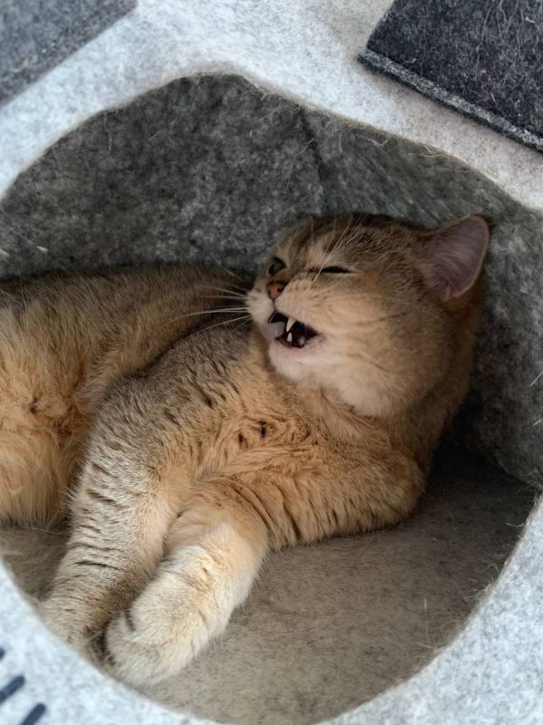 �����������. ����. ���� �� ��������� @ampravda