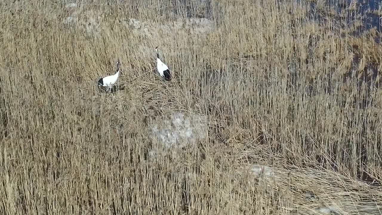 Дальневосточные аисты и японские журавли в центре внимания учёных