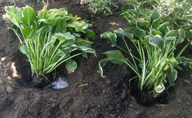 ��� ��������� ������ ����� � ���������� � ���������