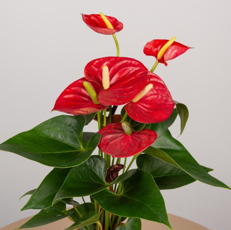 ���������: ��� ������� ��������� ���� � ���������� ��� �������� ����