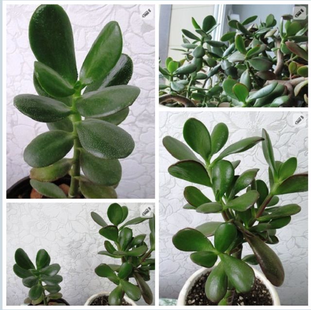 ��� ��������� ���������� �������� ������: ������ ��� �������� �����