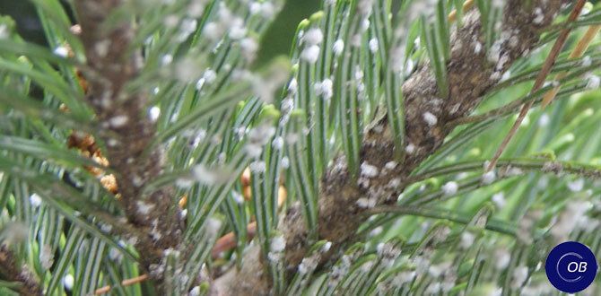 ����������� ������ ������ � ����������� �� ������� ���������