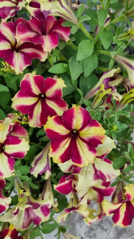 ��� ��������� ��������� �� ���������: ������� ������ � �������� � ��������� �����