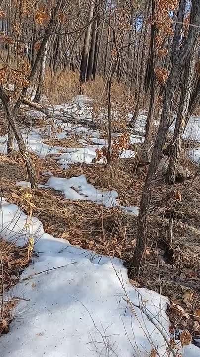 Пережила сильный стресс: беременную косулю поймали в Свободном и вернули в лес