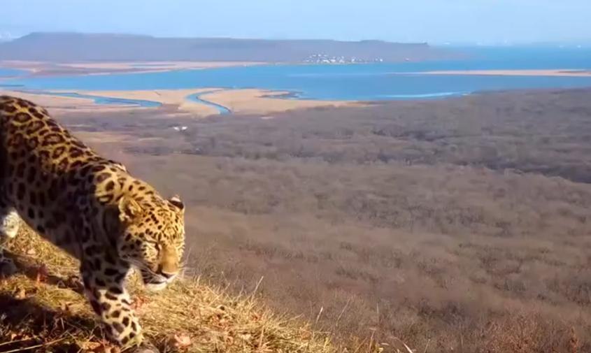 Хоть на открытку: в Приморье редкий леопард прошелся на фоне мостов Владивостока