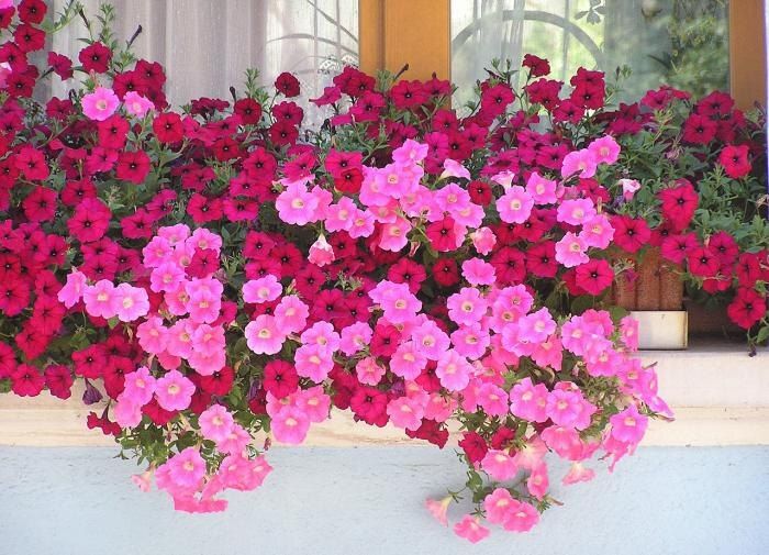 ����� ����� �������� �������?