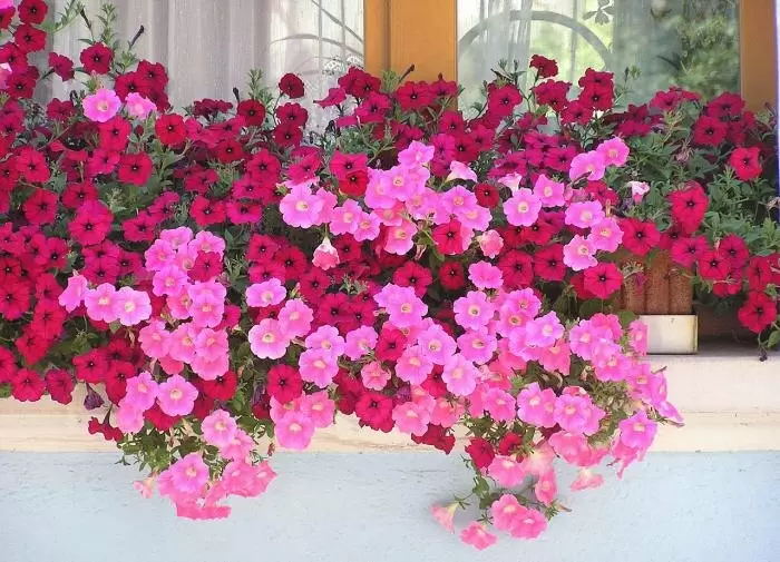 Зачем нужна прищипка петунии?