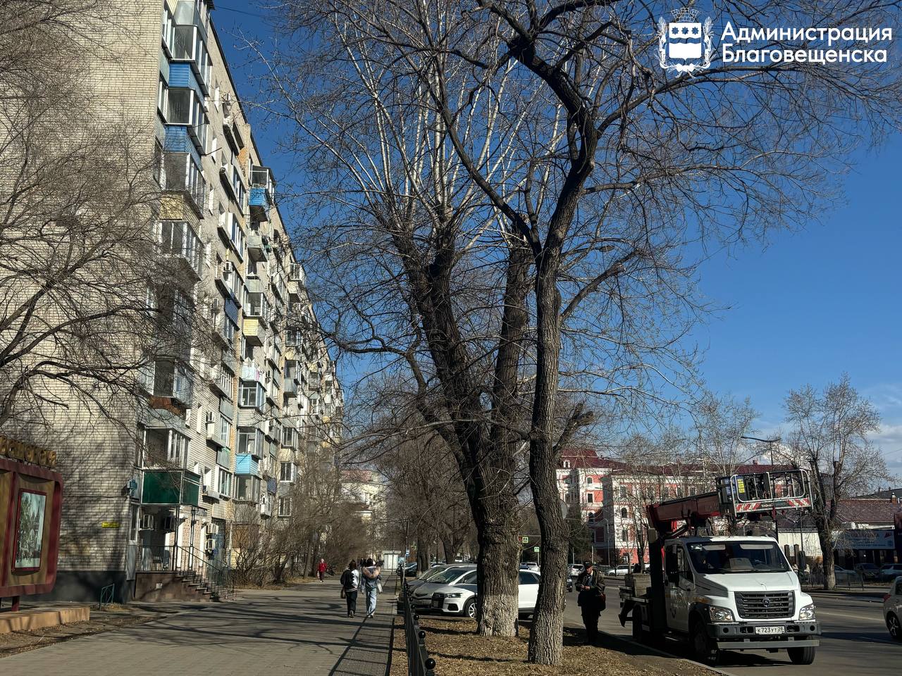 В центре Благовещенска готовят участки для высадки новых крупномерных саженцев деревьев В центре Благовещенска готовят участки для высадки новых крупномерных саженцев деревьев