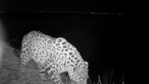 Дальневосточный леопард впервые попал на видео на фоне вантовых мостов Владивостока