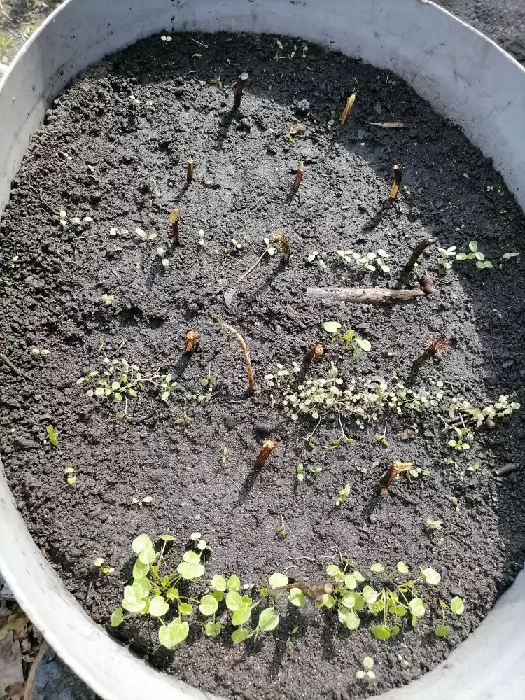 Весна в саду: секреты укоренения черенков винограда