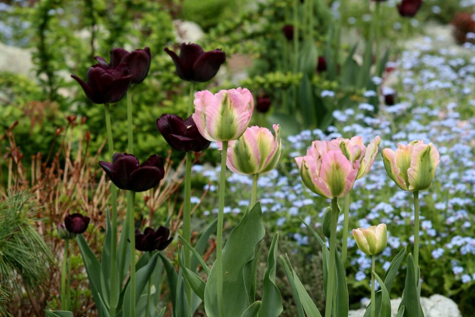 ��� ������� ��������� �������� ��� � ����������� ����������