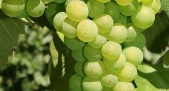 �������� ����������: ����� ������� ����� ���������