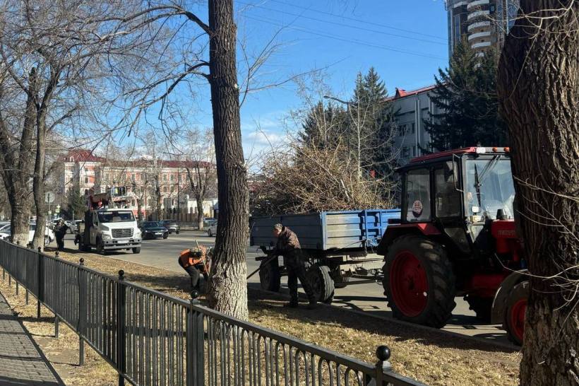 Вместо аварийных тополей на улице Ленина в Благовещенске высадят новые пятиметровые саженцы
