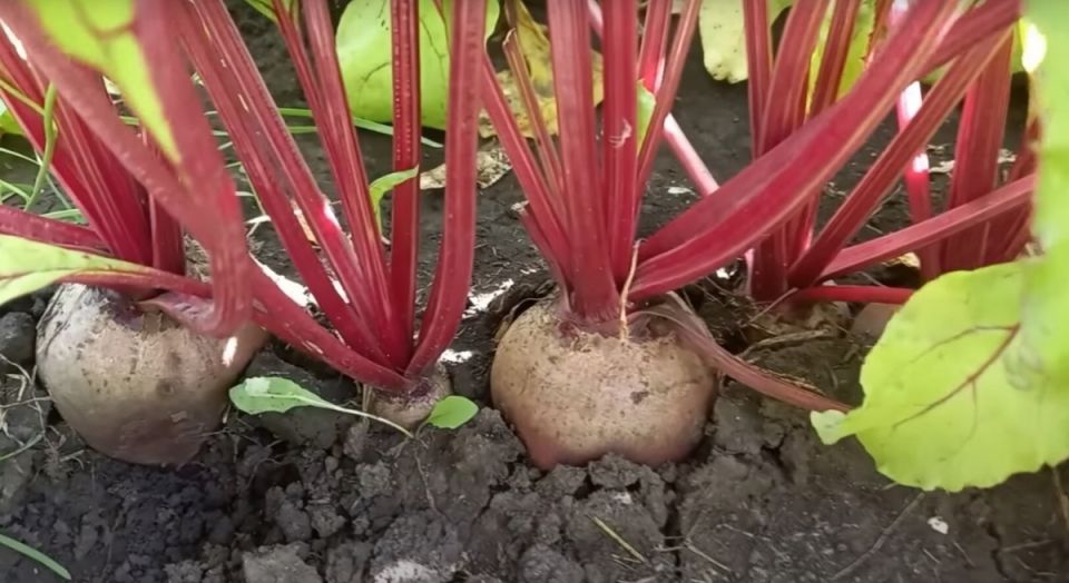 ������� ������� �����: ��� ������������� ��������� � ������� ��������� ������� ������