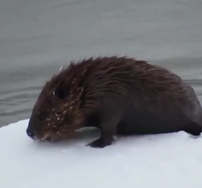 ������ ����! . ����-�� ���� ������