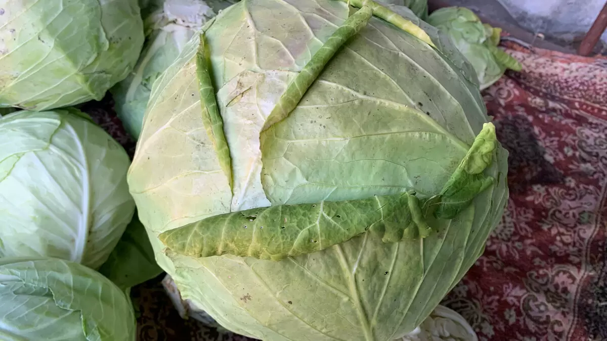 Как капуста превращается в восхитительную начинку для пирогов