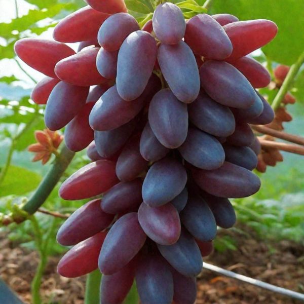 �������� ��������: ������� � ������� ������� ������