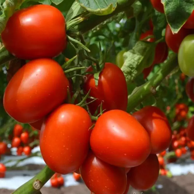 Почему дачники избегают решающих вопросов о томатах?