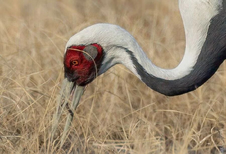 В Амурскую область прилетели даурские журавли – редкий вид журавлей обитающий на Дальнем Востоке России