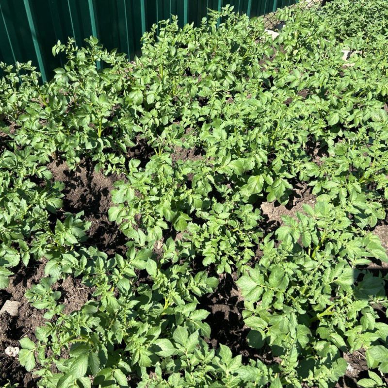 ��� ������� ���, ����� ��������� ����� ����������: ������� ������� ���������