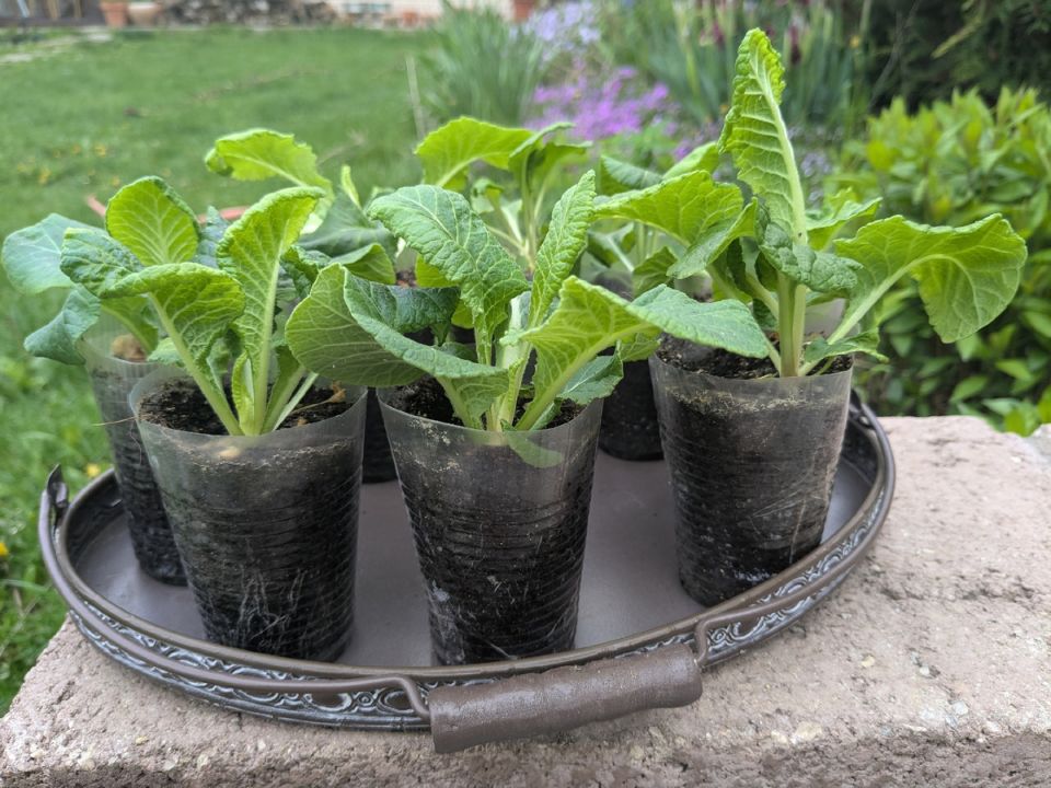 ��� ���������� � ������� ��������������: ������� ����������� � ����� ������