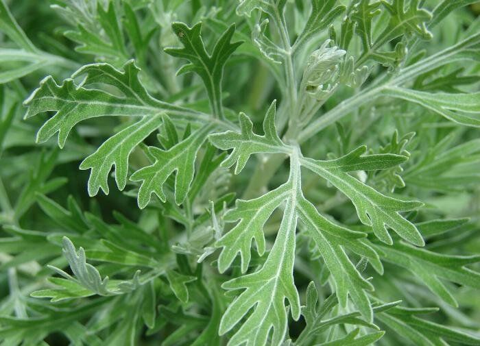 ������: ��� ��� �������� �������� �������� �������� ������ � �������� �����