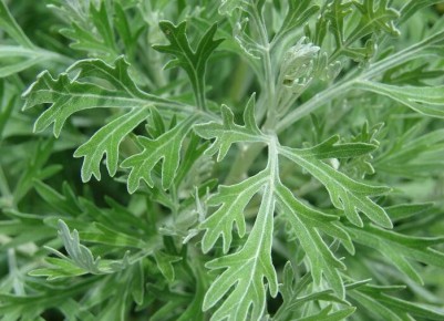 ������: ��� ��� �������� �������� �������� �������� ������ � �������� �����