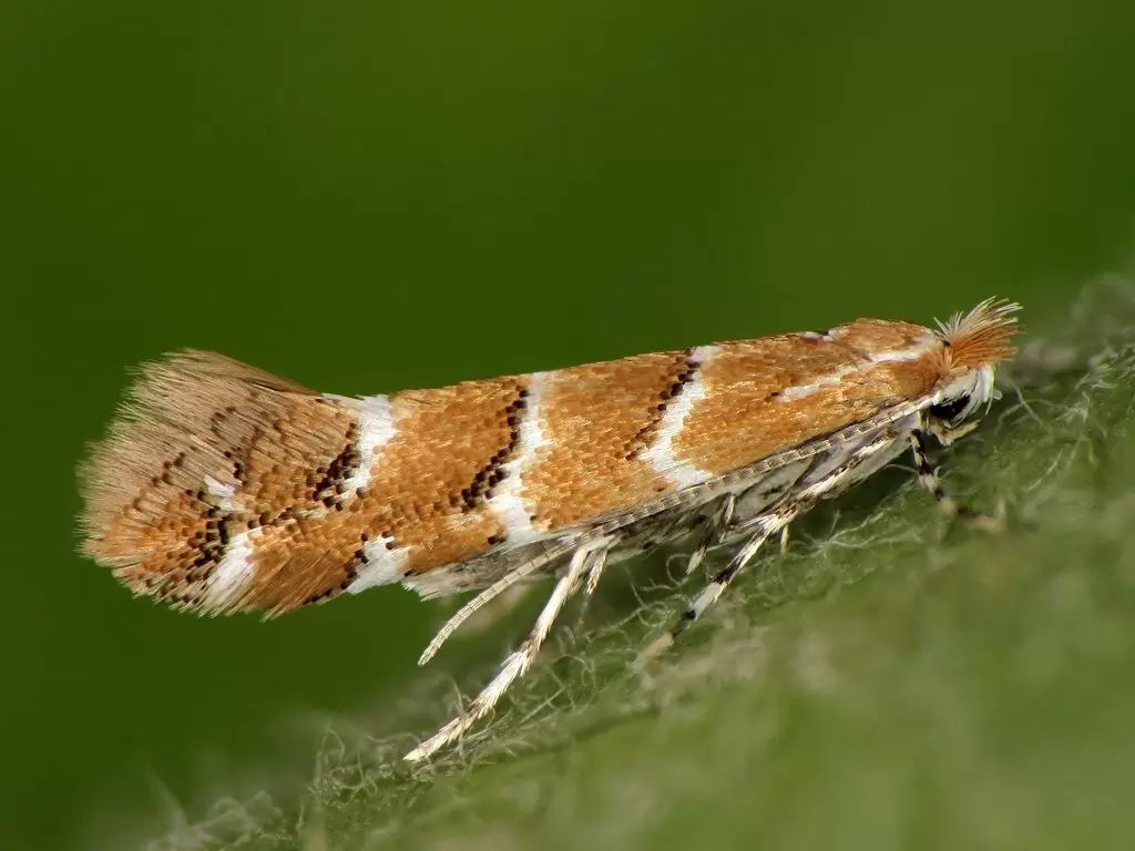 Опасный вредитель на горизонте