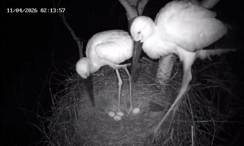 Птичий «хоррор» и четвертое яйцо: у аистов Амура и Зеи выдался насыщенный вечер