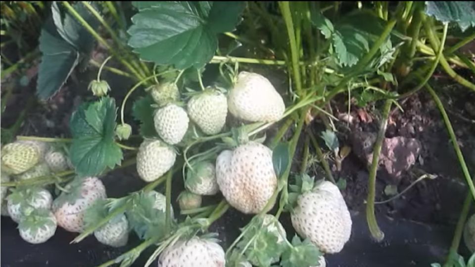 ����� ���������: �� ������� �������� �� ����������� �����