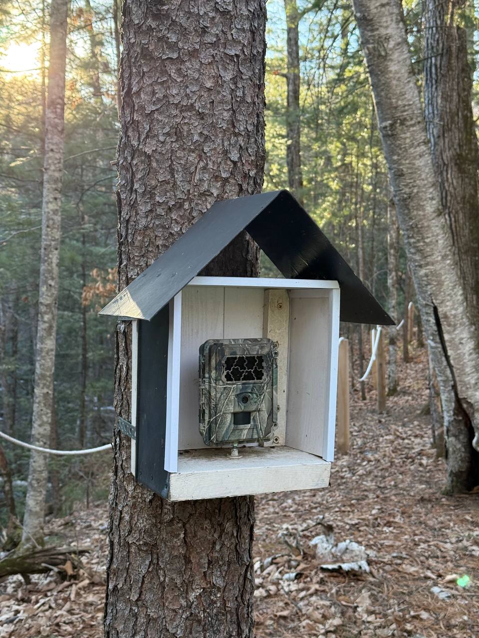 Евгений Попов: Фотоловушка, лёжка медведя и таёжная река