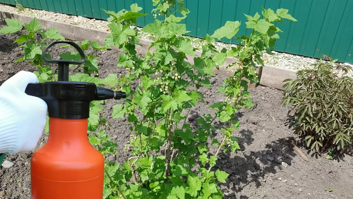 Как однажды сменив подход, можно остановить тлю на смородине и вернуть урожай