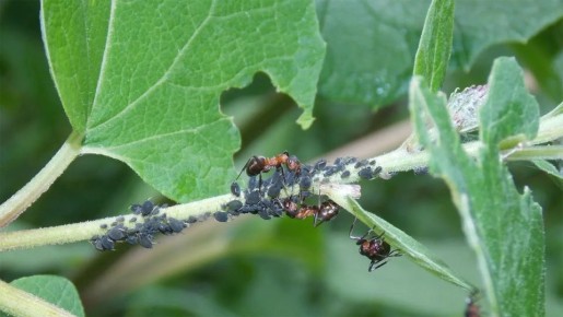 ��� �������� ���: ����������� ������ ������ �� ����