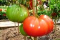Томат «Богатырь»: идеальный выбор для дачников 2025 года