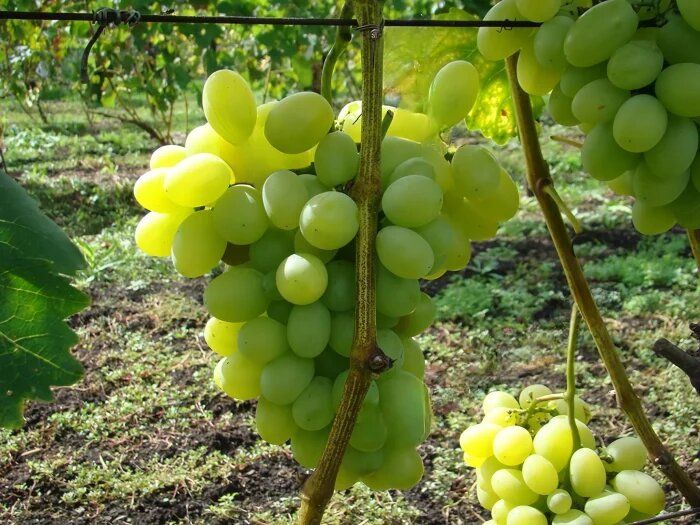 �������� �����: ������� ������� ������ � ��������� ��������