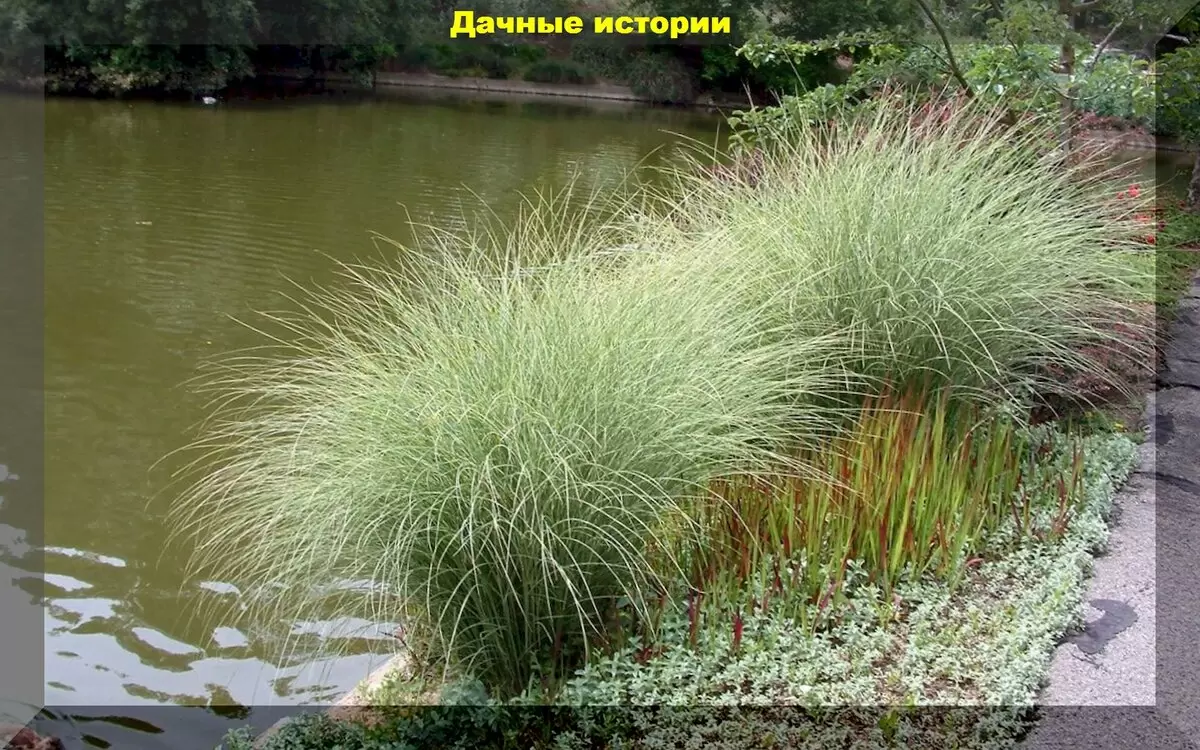 Тенденции в дизайне: как декоративные злаки преобразуют современные сады